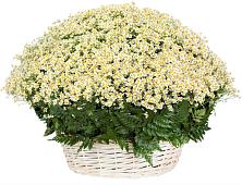 Цветочная композиция из Ромашки в корзине #REPLACE_PRED# Поселок НИИРП